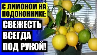 ✔ Как растет семечко лимона 💣 Купить цитрусовые растения почтой