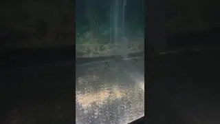Newt larvae