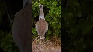 Kori Bustard. 🌍Tsavo East National Park. #safari #wildlife #birds #tsavo #olonanaonsafari