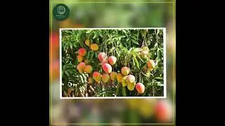 Glimpse of Mangoes from MIRELLA &times; SAVANI FARMS