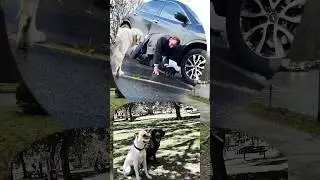 When A protective Golden retriever dog stops a car to save her puppies