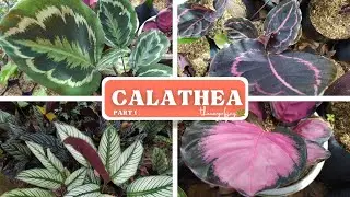 Calathea Varieties / 30 Calathea Houseplant Collection, part 1