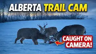Late December Trail Cam Activity | Moose, Mule Deer, Hare & Ravens &ndash; Alberta