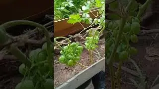 Самый лучший в мире виноград 2022 г. !Высокоурожайный и супер сладкий сорт винограда Кодрянка!