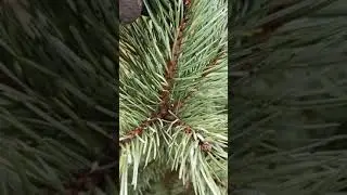 Вредители Сосны Хермесы