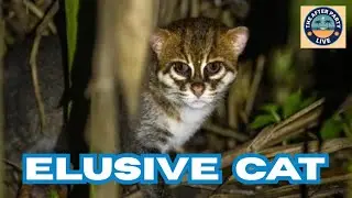 Cat Thought to Possibly Be Extinct Spotted in the Wild, Human Stress Levels & RoboCars 12/3/25