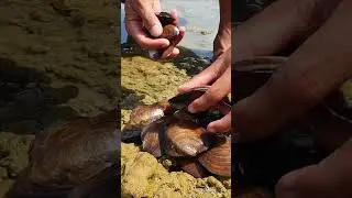 Clams When Dry Water at Big Lake.