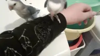 INSEPARABILI ROSEICOLLIS ALLEVATI A MANO