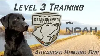 Advanced Hunting Dog Training
