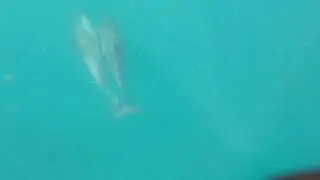 Swimming With Dolphins Mauritius