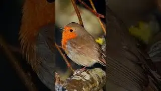 European robin singing chirping R&oslash;dstrupe sang Rotkehlchen gesang Roodborst geluid #shorts #p1000