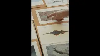 Professional fishers&rsquo; knowledge to inform Research and Management of Sawfish and River Sharks - Pt2