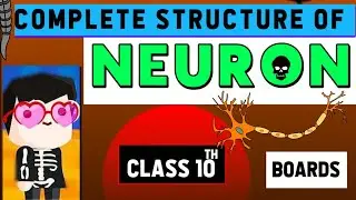 Structure of neuron #oneshot #boards #biology  #neuron #class12 #class10 #class8 #class11 #science