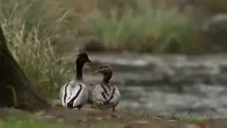 3.7 Australian Wood Duck (Game Duck Species)