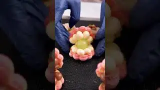#Viral Seashell 3D Macarons or Fatcarons Workshop #shorts #macaron #dessert #korean #cakeclass