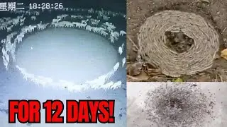 Why Are More Animals Moving in Circles?