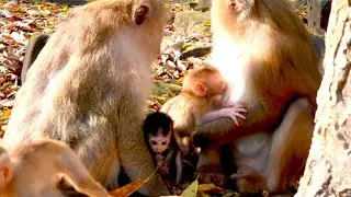 Top Monkey Moments, Baby Boris Mistakes Monkey Rose for Mama During Nursing Time