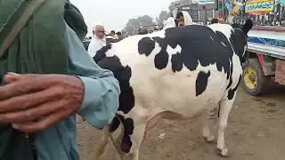 Cow rate and update in Fatehpur Mandi