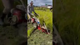 Super small rice harvester, can harvest an area of ​​2 hectares a day #machine #rice #harvest #smart
