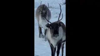 Lynx Snowmobiles Reindeer Games