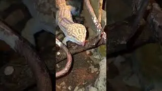 Drogon likes Morio Worms! #leopardgecko #gecko #leopard #morioworms #feeding #feedingclip #animals