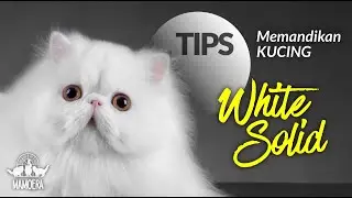 GROOMING KUCING PUTIH