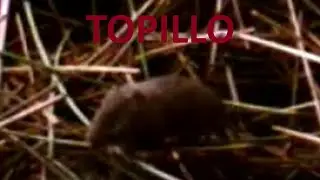🌳 #FOTOTRAMPEO 🐹 #TOPILLO