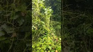 अमरबेल, dodder, total stem parasite, cuscuta sp. #botany #biology #plant