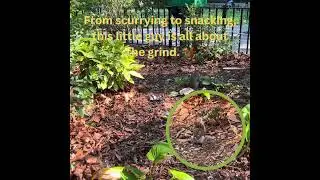 The Squirrel's Daily Foraging Frenzy