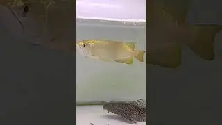 AROWANA CROSSBACK GOLD HEAD