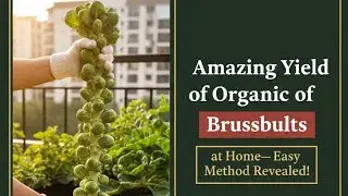 Amazing Yield of Organic Brussels Sprouts at Home&mdash;Easy Method Revealed!