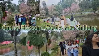 Cherry Blossom Shillong ward's lake