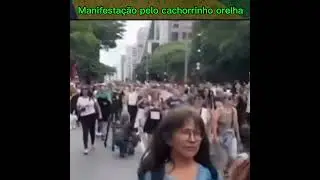 Manifesta&ccedil;&atilde;o pelo cachorrinho orelha