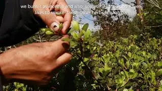 Wildcraft. Bearberry Kinnikinnick Plant harvest