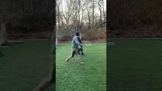 Protection Dog Training- Dutch Shepherd Chicagoland Protection Dogs