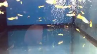 Sunset (Micariff?) Guppies