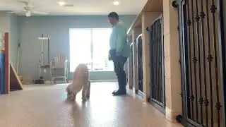 Dog Training Assessment: Wait Part 1