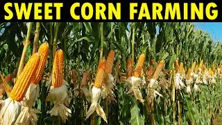 Sweet Corn Farming in California | Corn Production, Harvesting and Processing