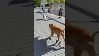 Dogs of Melbourne #shorts #dogs #puppy