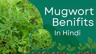 Mugwort Benifits in Hindi | Mugwort Uses in Ayurveda | Artemisia Vulgaris Benefits in Hindi