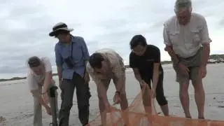 Finding the Waders with Korean Bands