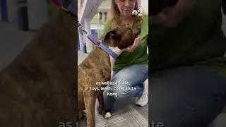 Manna from the Halifax Humane Society needs a home