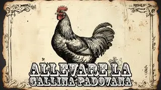 La preservazione di antiche razze - La Gallina Padovana