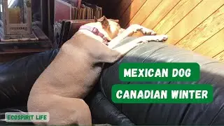Mexican Dog  vs Canadian Winter