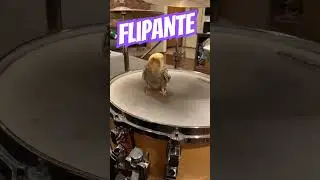 Flipante
