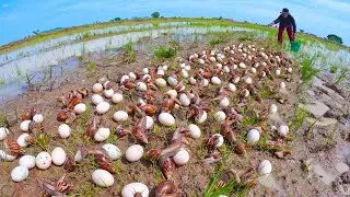 The Life Cycle of the Giant Land Snail: Mass Spawning