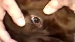 nervios, craneales, o pares en, veterinaria