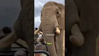 This Elephant Was WAY Too Close&hellip;🐘#shorts #animals #trending