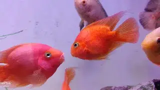 king kong parrot vs blood parrot 🤜🤛