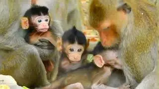 Amazing Monkey Moms: Nurturing, Feeding, and Protecting